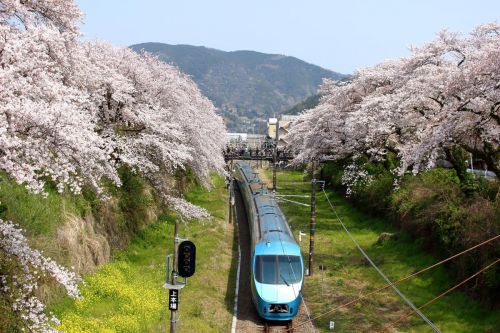 【御殿場線 山北駅】 満開の桜のトンネルをくぐる列車を撮る！ 山北鉄道公園の桜まつりも楽しめました！