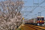 平成最後の桜と鉄道撮影記