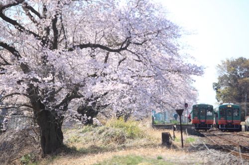 久下田駅の桜を愛でる