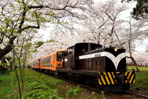 津軽鉄道の桜まつりと桜のトンネルを行くストーブ列車（芦森公園）