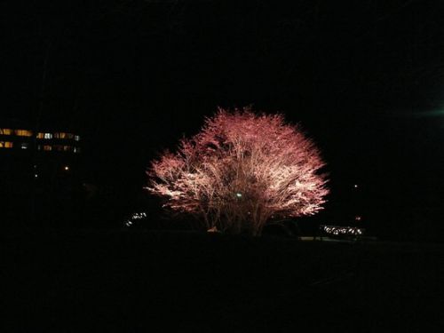 夜桜ライトアップと花咲線東根室駅の桜