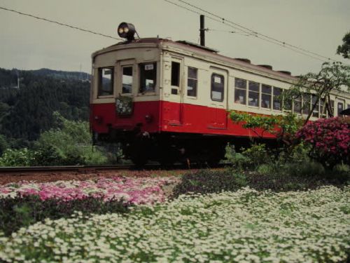 大井川鉄道モハ311+クハ511　茶処は花の季節　1994-05-07