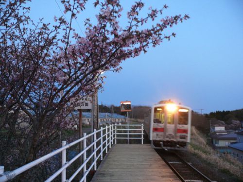 花咲線東根室駅の桜とルパン三世ラッピングトレイン