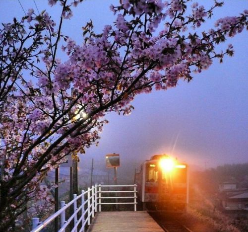 素敵な花咲線東根室駅の夜桜とルパン三世ラッピングトレイン♪