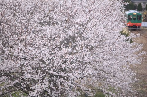 益子駅の桜