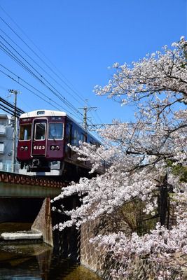 阪急甲陽線の桜