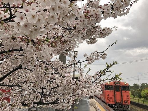 備前一宮駅の桜は　まだ咲いてました。