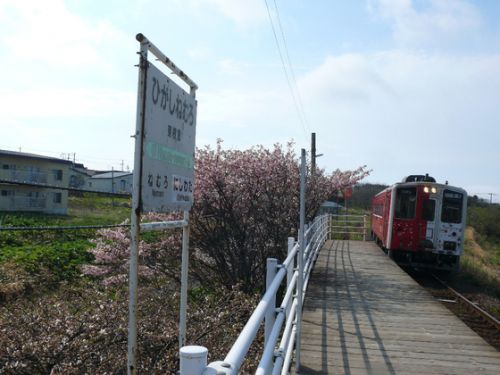 最東端駅の桜と地球探索鉄道花咲線ラッピングトレイン♪