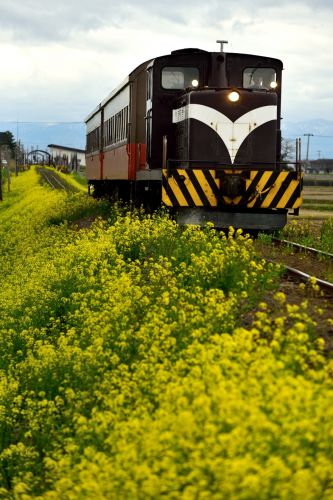 津軽鉄道の菜の花の名所を行くストーブ列車他（津軽飯詰～毘沙門）