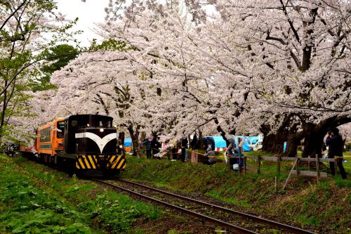 津軽鉄道の桜の名勝芦森公園駅の桜のトンネルを行くストーブ列車他（芦森公園駅）