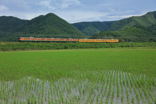 山陽本線の緑の風景の中を行く１１５系湘南色電車（三石～上郡）