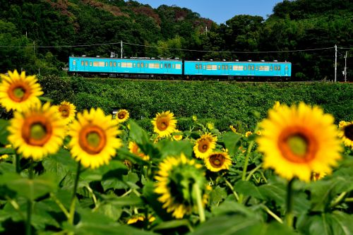 和歌山線のひまわりを見ながら行く１０５系ローカル電車他（大和二見～隅田）