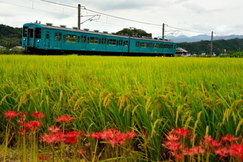 和歌山線の初秋を飾る彼岸花の里を行く１０５系電車（掖上～玉手）