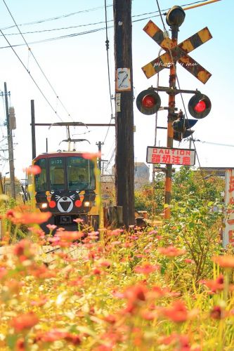 お花畑でルンルンのくまモン、熊本電気鉄道