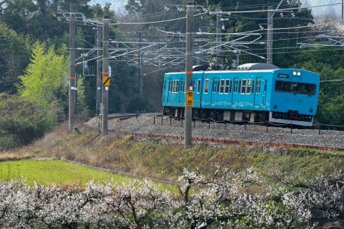 紀勢本線の春を呼ぶ梅の花を見て最後の活躍をする１１３系ローカル電車（和佐～稲原）