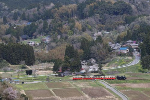 桜咲く里を走るトロッコ列車　- 2017年・小湊鉄道 -