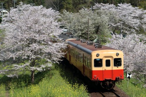 今年も花は咲いた　- 2020年桜・小湊鉄道 -