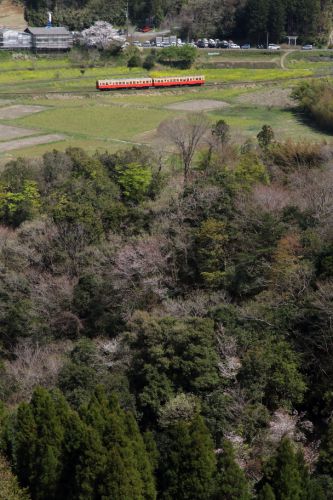 桜と菜の花は終わり近く新緑の季節が始まった　- 2020年桜・小湊鉄道 -