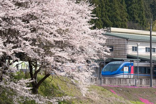 大原駅の桜