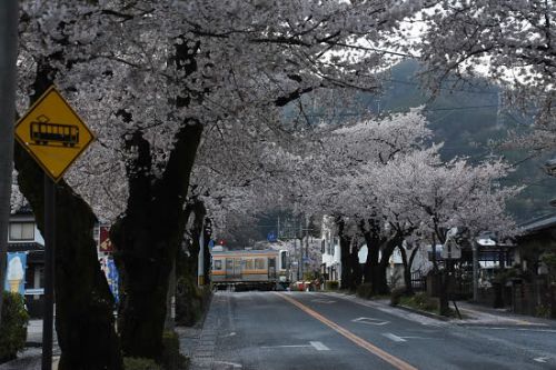 4月19日撮影　飯田線は宮木駅の桜と絡めて・・