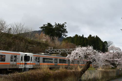 4月19日撮影　中央西線は洗馬駅の桜と絡めて