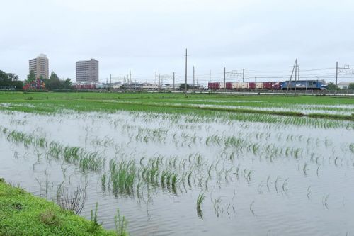 東海道本線は豊田町駅東　田んぼと貨物列車の風景　（２０２０年７月）