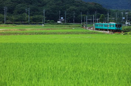 加古川線の緑のカーペットの水田風景の中を行く１０３系電車他（社町～滝野）