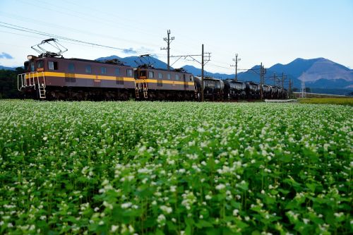 三岐鉄道のそばの白い花の中を行くＥＤ５０重連牽引セメント列車（丹生川～三里）