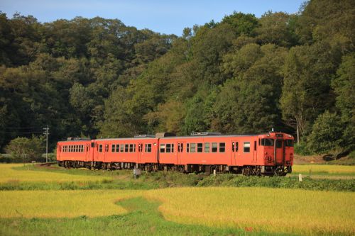 津山線の実りの秋の稲穂風景を行くキハ４７系ローカル列車（亀甲～佐良山）