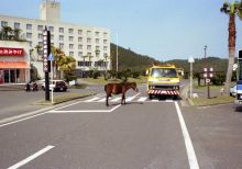 1990年春・九州一周の旅【12】都井岬と日南海岸