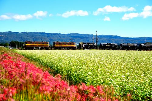 三岐鉄道の白いそばの白い花と彼岸花のある風景を行くセメント貨物（丹生川～三里）