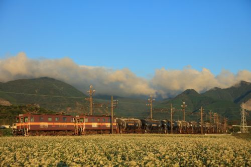 三岐鉄道の朝陽に輝くそばの白い花の風景の中を行くＥＤ４５重連セメント貨物と８０１系赤電（丹生川～三里）
