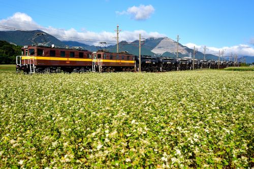 三岐鉄道のそばの白い花が咲き誇る藤原岳の裾野を行くＥＤ４５重連牽引セメント貨物（丹生川～三里）