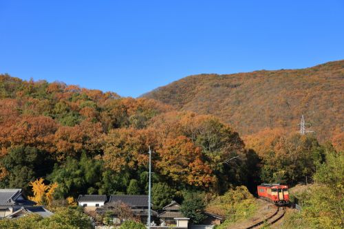 津山線の里山風景の紅葉を行くキハ４０系列ノスタルジー色＋タラコ色ローカル列車（野々口～牧山）