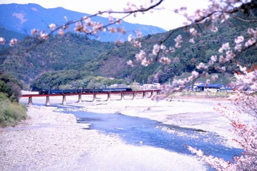 大井川鉄道の桜の季節を行くＣ１１牽引のＳＬ列車（抜里～川湯温泉笹間渡他）