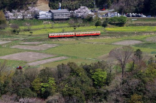 房総半島の春ど真ん中　- 小湊鉄道・2020年 -