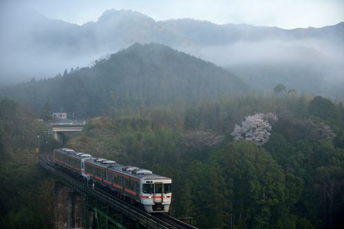 紀勢本線の三瀬谷ダムの朝霧と桜をバックに行くキハ２５系ローカル列車（三瀬谷～滝原）