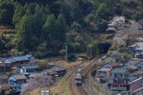 紀勢本線の仁木島駅に到着するキハ２５系ローカル列車と駅を望む満開の桜（仁木島駅）