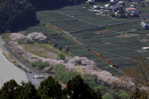 抜里の桜と茶畑　- 大井川鉄道・2021年 -
