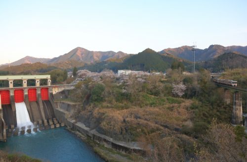 紀勢本線の三瀬谷ダムと周辺の桜風景の中を行くキハ２５系ローカル列車（三瀬谷～滝原）