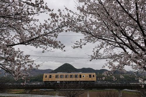 桜とアート列車