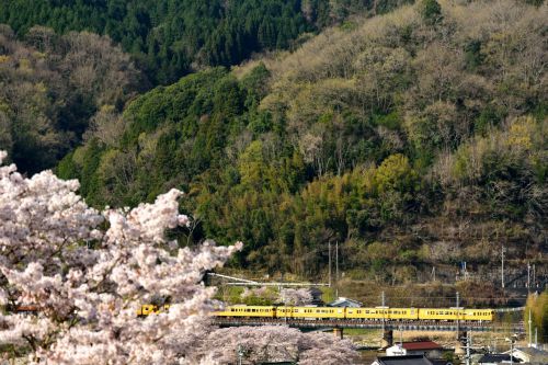 伯備線の桜の高梁川橋梁を行く１１５系ローカル列車（備中川面～木野山）