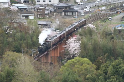桜を見下ろして鉄橋を渡る　- 秩父鉄道・2021年 -