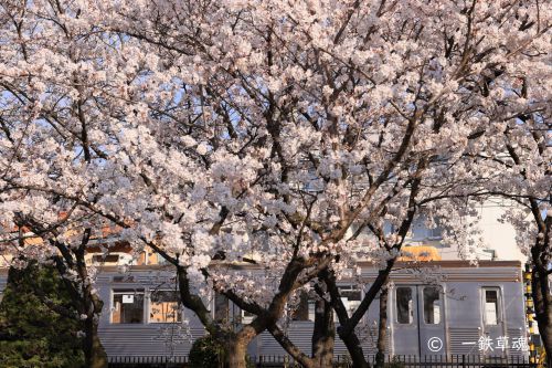 長野電鉄8500系と桜