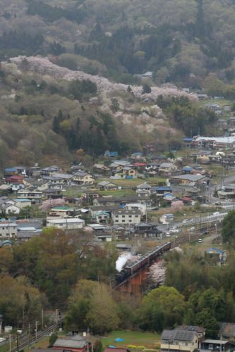 宝登山麓の桜満開　- 秩父鉄道・2021年 -