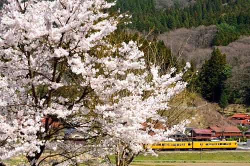 伯備線の桜の花が咲く里山の春を行く１１５系ローカル列車と３８１系特急「やくも」（上石見～下石見信）