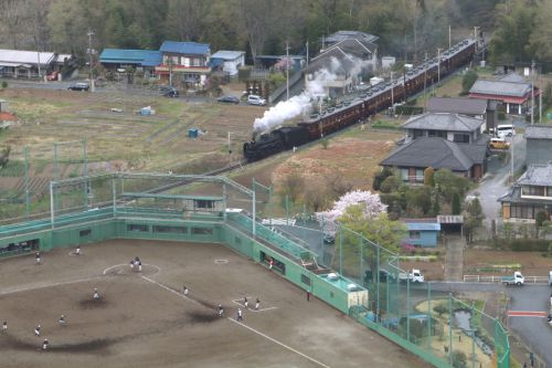 三塁ランナーがホームを目指す　- 2021年桜・秩父鉄道 -