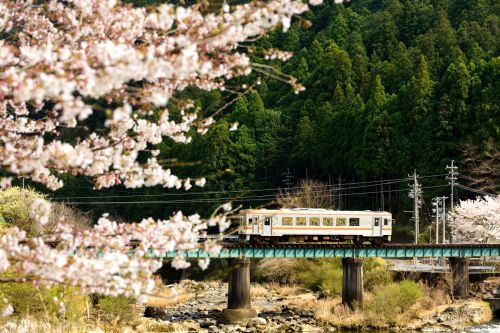 名松線の桜風景の橋梁を行くキハ１１形ローカル列車（伊勢竹原～伊勢鎌倉）