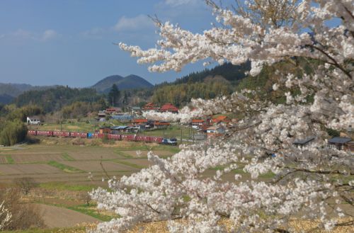 伯備線の桜の花が満開となった里山を行くＥＦ６４－１０１３号機牽引のコンテナ貨物３０８４レと３８１系特急「やくも」（上石見～下石見信）