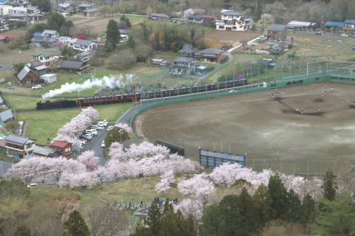 桜満開の野球場　- 2021年桜・秩父鉄道 -
